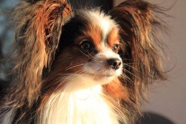 papillon köpek başkanı