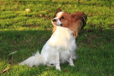 Papillon köpek çim