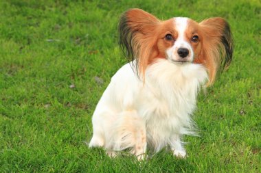 Papillon köpek çim