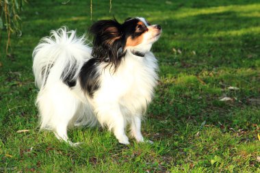Papillon köpek çim