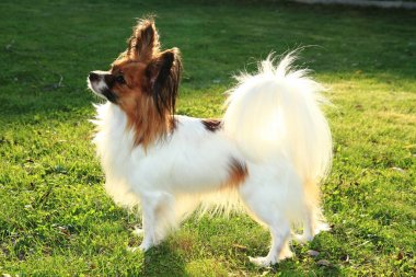 Papillon köpek çim