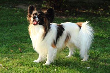 Papillon köpek çim