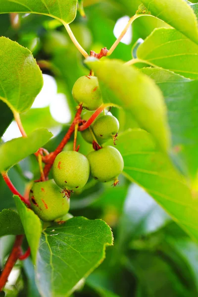 Actinidia (kiwi) from czech republic — Stock Photo, Image