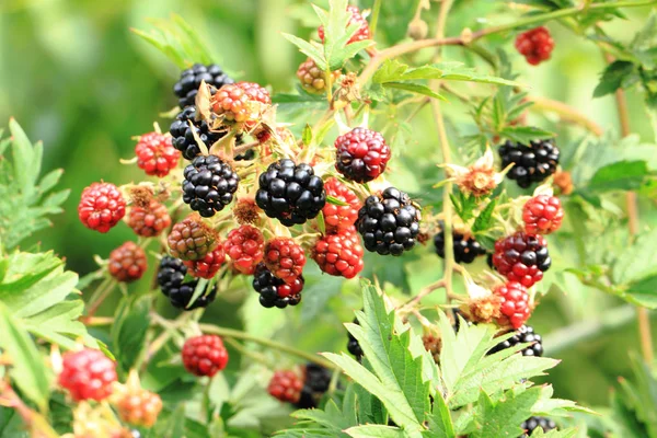 BlackBerry växt med frukter — Stockfoto