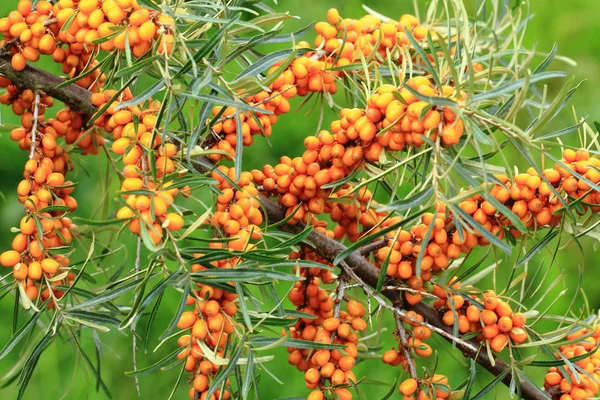 Sea buckthorn plant with fruits — Stock Photo, Image