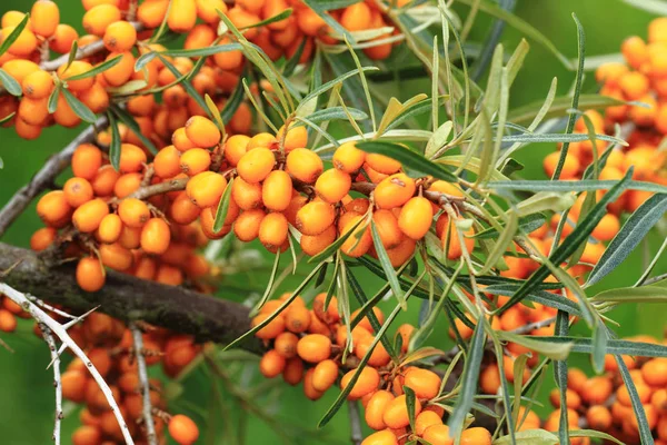 Θάλασσα buckthorn φυτό με φρούτα — Φωτογραφία Αρχείου