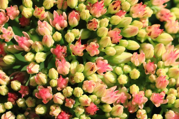 Fundo de flor desconhecido — Fotografia de Stock