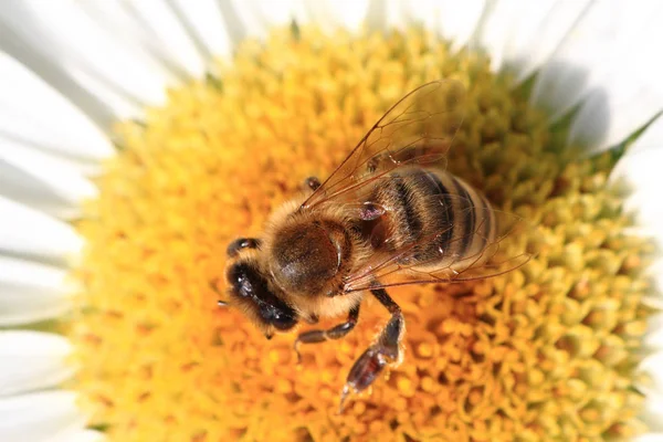 Bee en bloem — Stockfoto
