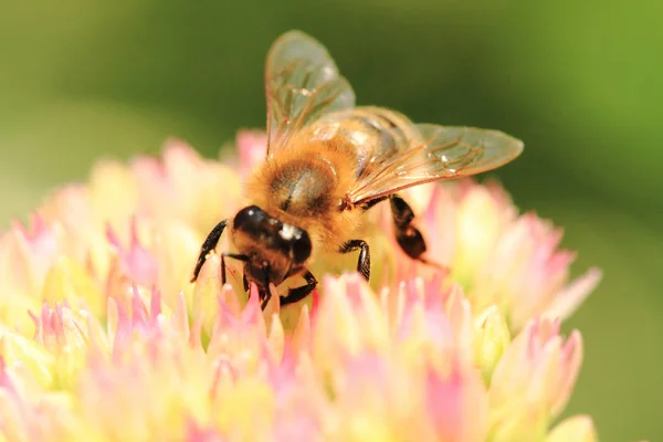 Bee Bloem Als Mooie Natuurlijke Achtergrond — Stockfoto