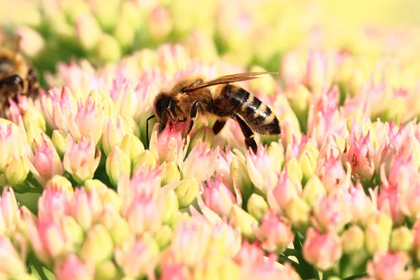 Biene Und Blume Als Schöner Natürlicher Hintergrund — Stockfoto