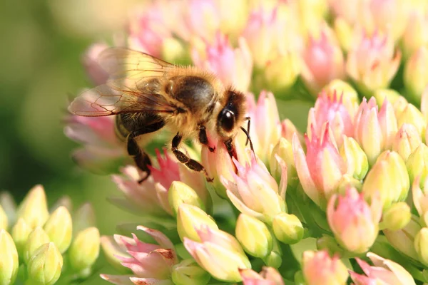 蜂和花作为好自然背景 — 图库照片