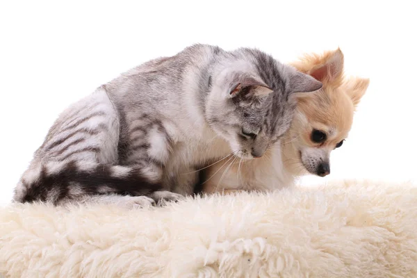 Gray Cat Chihuahua Friends Together — Stock Photo, Image