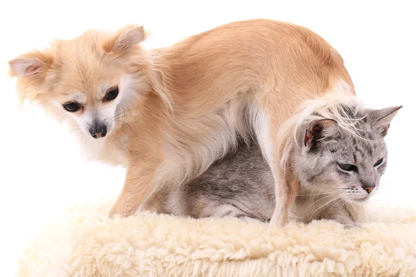 Grijze Kat Chihuahua Als Vrienden Samen — Stockfoto