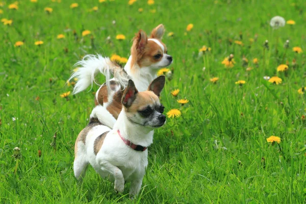 Två Chihuahua Det Gröna Gräset Som Trevligt Sällskapsdjur Porträtt — Stockfoto