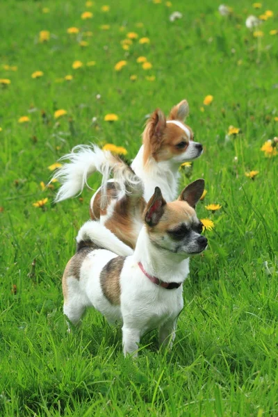 Two chihuahua in the green grass — Stock Photo, Image