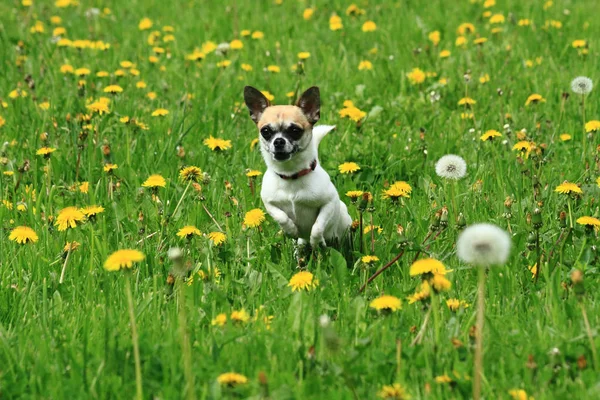 Chihuahua yeşil çimen — Stok fotoğraf