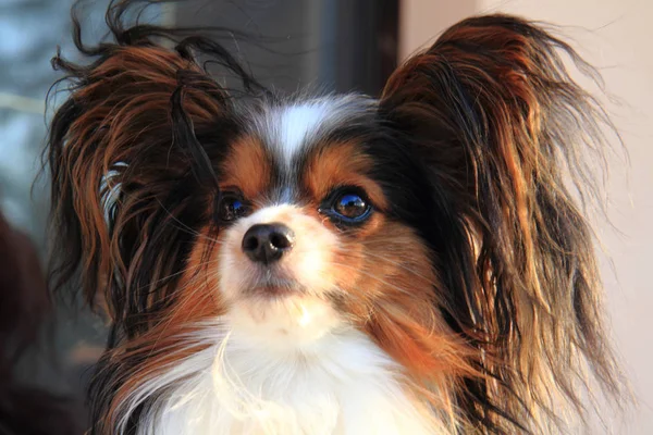 Kopf des Papillon-Hundes — Stockfoto