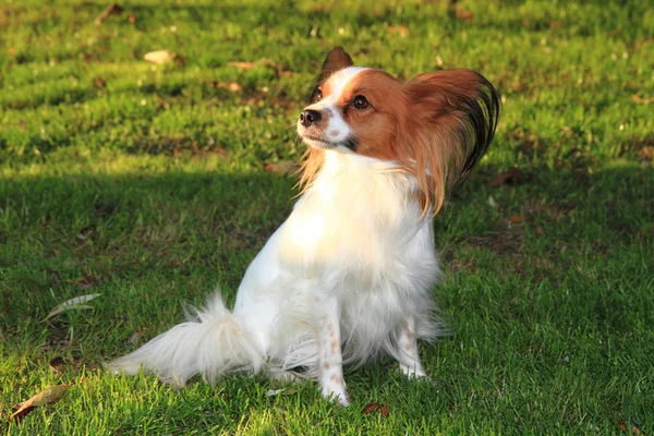 Papillon dog in the grass — Stok Foto