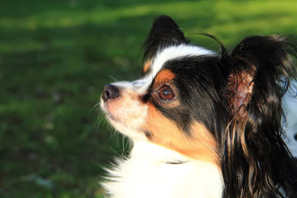 Papillon být v patách v trávě — Stock fotografie