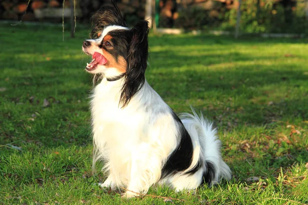 草の中の国際チャンピオン パピヨン犬 — ストック写真