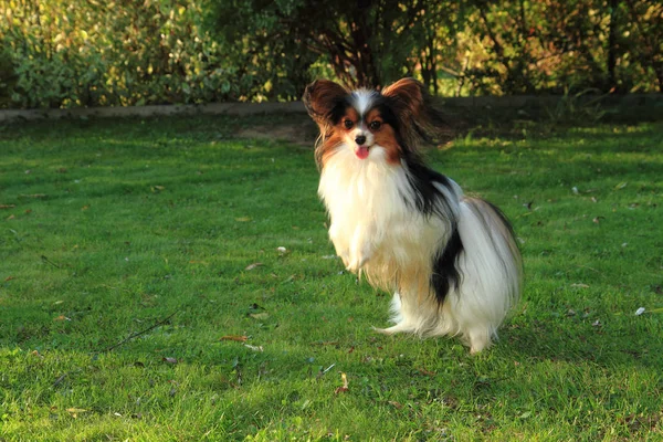 草の中のパピヨン犬 — ストック写真