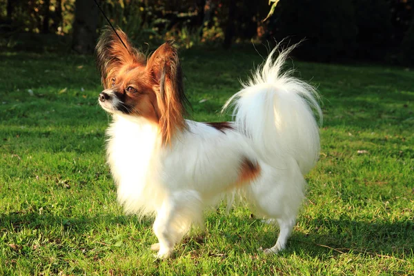 Campeão Internacional Papillon Cão Grama — Fotografia de Stock