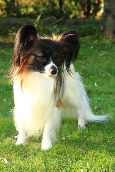 Uluslararası Şampiyonu Papillon Köpek Çim — Stok fotoğraf