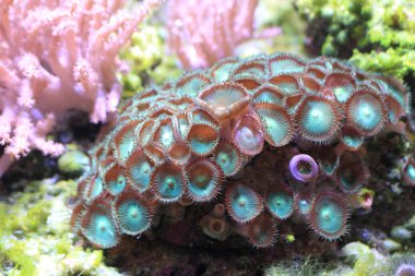 tuzlu su hayatta güzel deniz akvaryum arka plan olarak