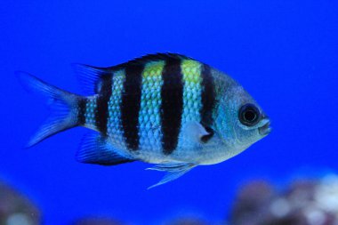 egzotik Deniz balığı 