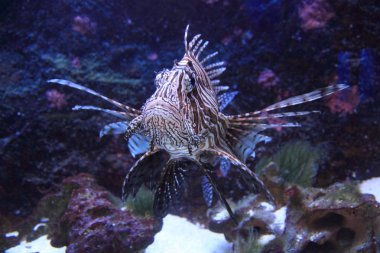 Deniz suyundaki lionfish