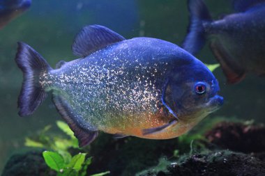 büyük piranha balığı