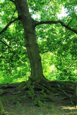 güzel arka plan olarak ormandaki yaşlı ağaç