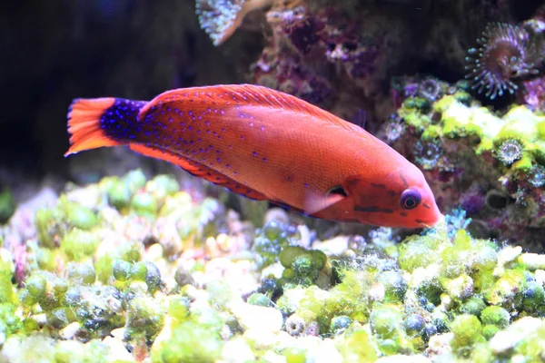 Exotiska Havet Fisk Det Djupa Havet Akvarium — Stockfoto