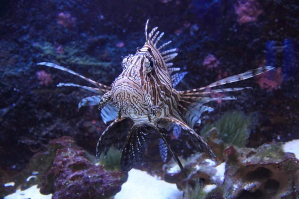 Deniz suyundaki lionfish