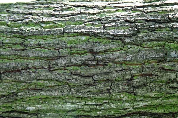 Kora Starej Moss Jako Ładne Tło — Zdjęcie stockowe