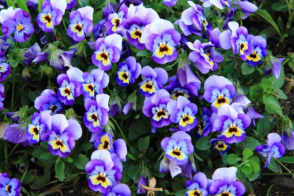 Mavi Homo Çiçekler Çok Güzel Arka Plan Olarak — Stok fotoğraf
