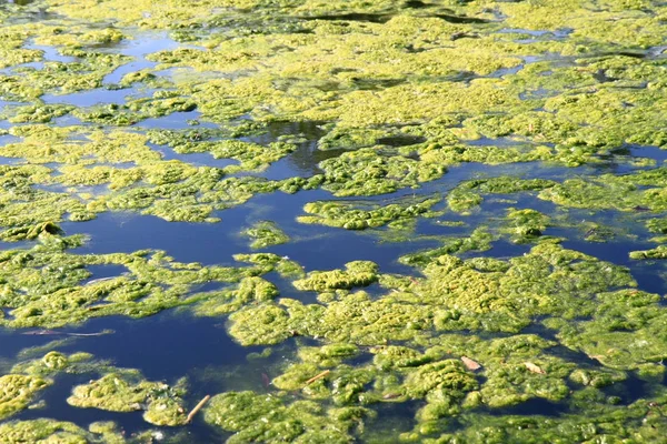 Groen Water Alga Het Grote Meer — Stockfoto