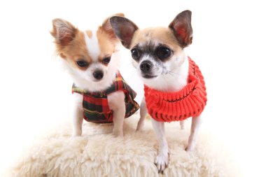 iki küçük chihuahua izole