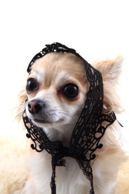 küçük chihuahua izole