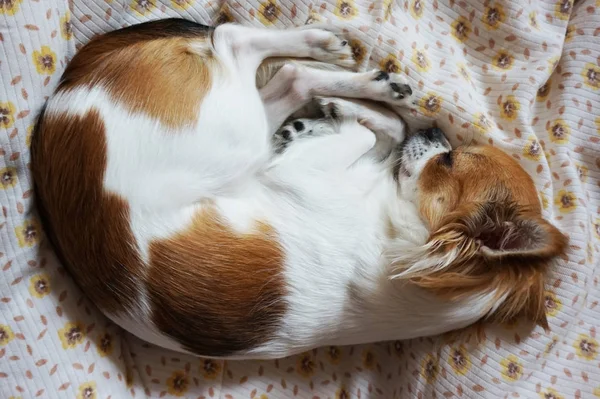 Chihuahua jest spanie — Zdjęcie stockowe