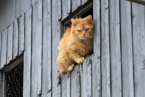 Rode kat is op zoek vanuit het venster — Stockfoto