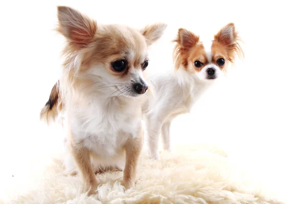 Two small chihuahua isolated — Stock Photo, Image