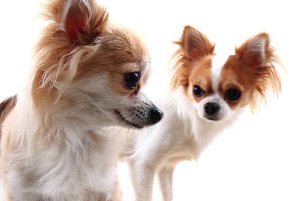 Two small chihuahua isolated — Stock Photo, Image