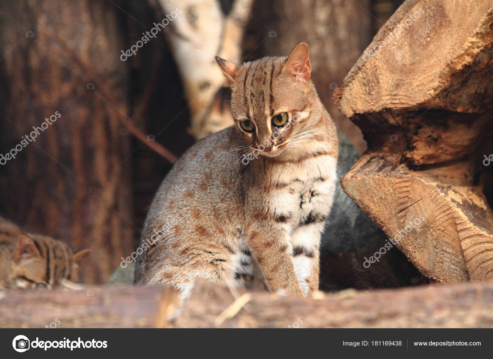 Smallest wild at in the world from sri lanka (Prionailurus