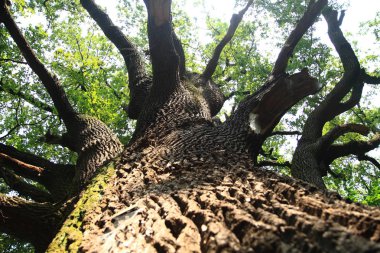 çok yaşlı meşe ağacının