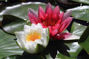 güzel su lilly tesisi