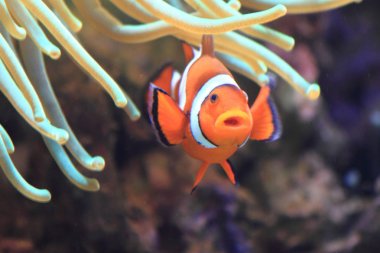 Palyaço nemo balık