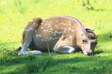 küçük egzotik geyik (Elaphurus davidianus)