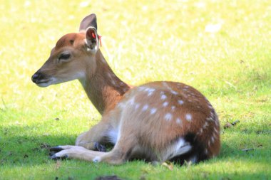 küçük egzotik geyik (Elaphurus davidianus)