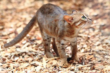 sri Lanka (Prionailurus rubiginosus dünyanın en küçük vahşi)